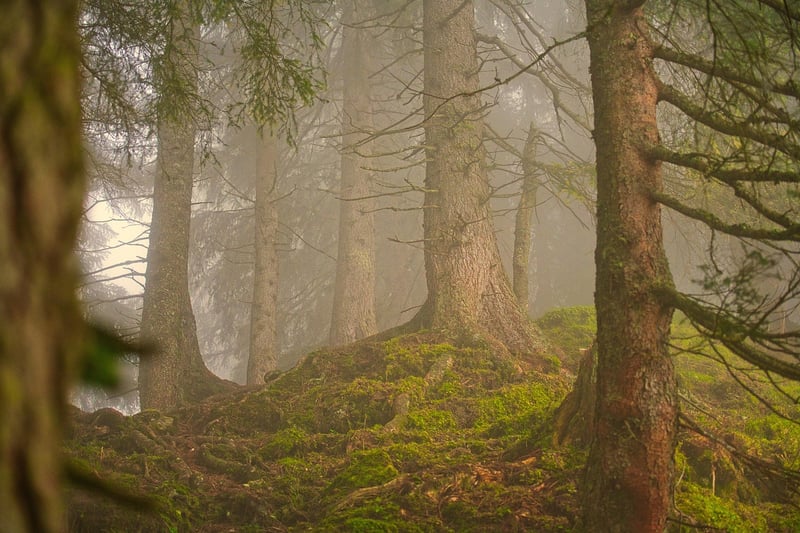 Whimsical Forest Wedding